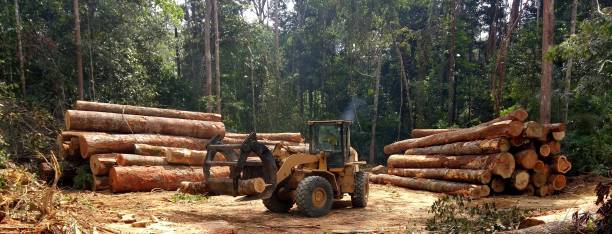 Leaf Removal in Siler City, NC